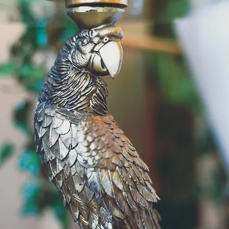 Apartman Jungle --- Vasca In